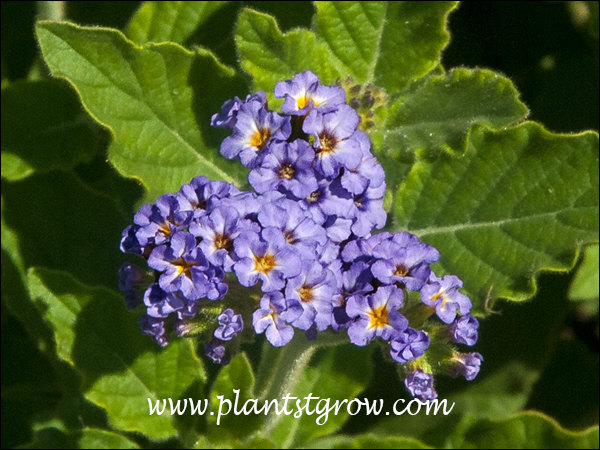 Instead of the dark blue this Heliotrope has a lavender color.